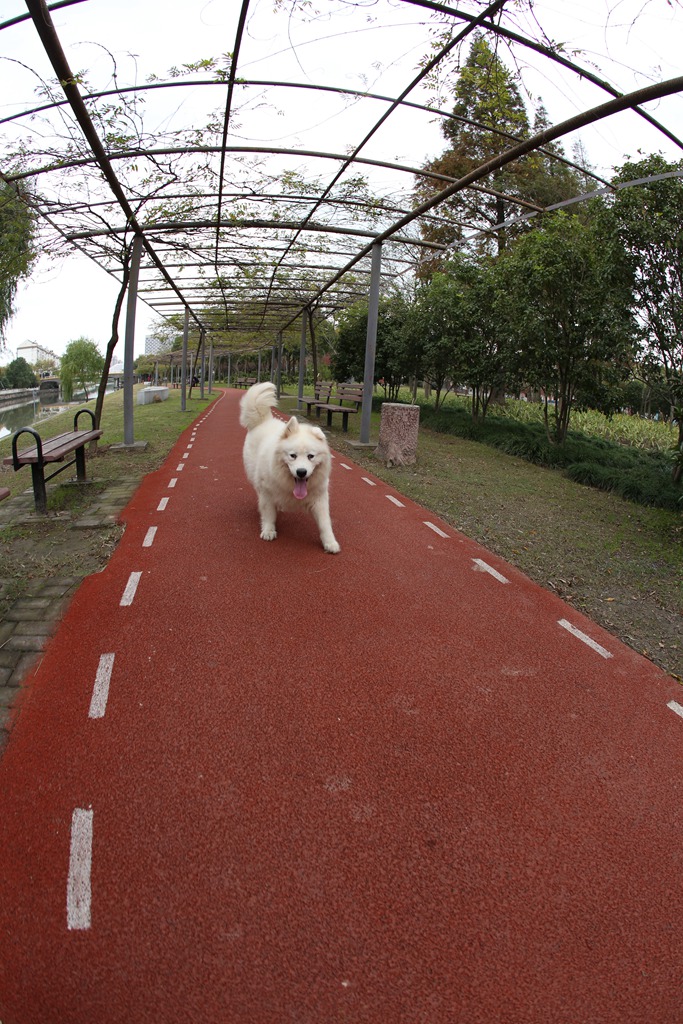 嘉定菊园新区环城河市民健身步道.JPG