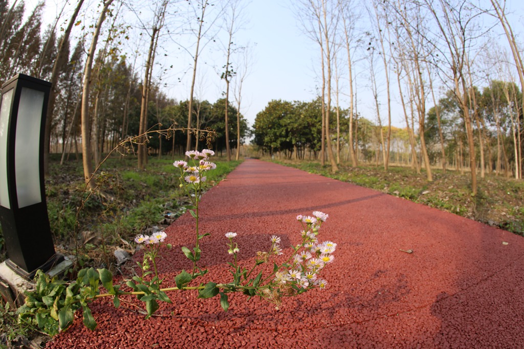 崇明三星镇育德村委市民健身步道.JPG